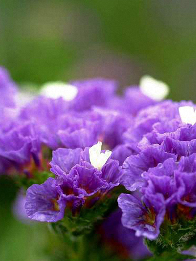 Blue Wavyleaf Sea Lavender (Limonium sinuatum)