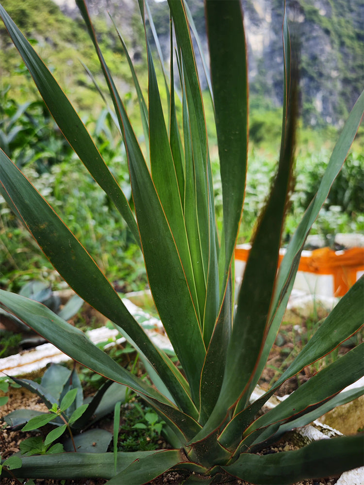 Canary Islands Dragon Tree (Dracaena draco)