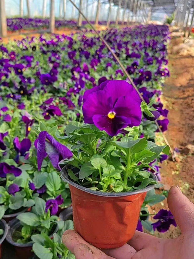 Super Bingo Series Purple Pansy (Viola × wittrockiana)