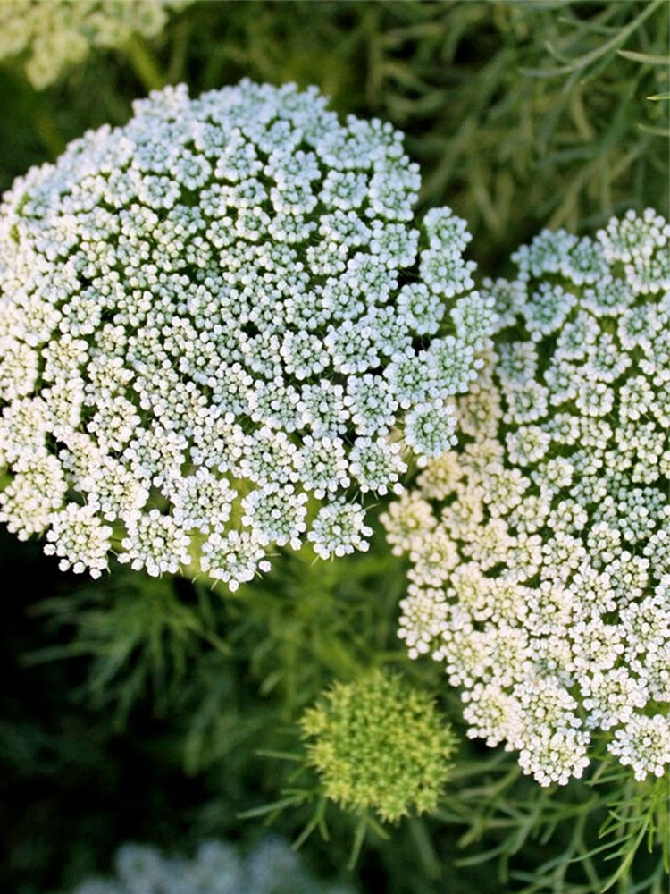 Bishop's Weed (Ammi visnaga)