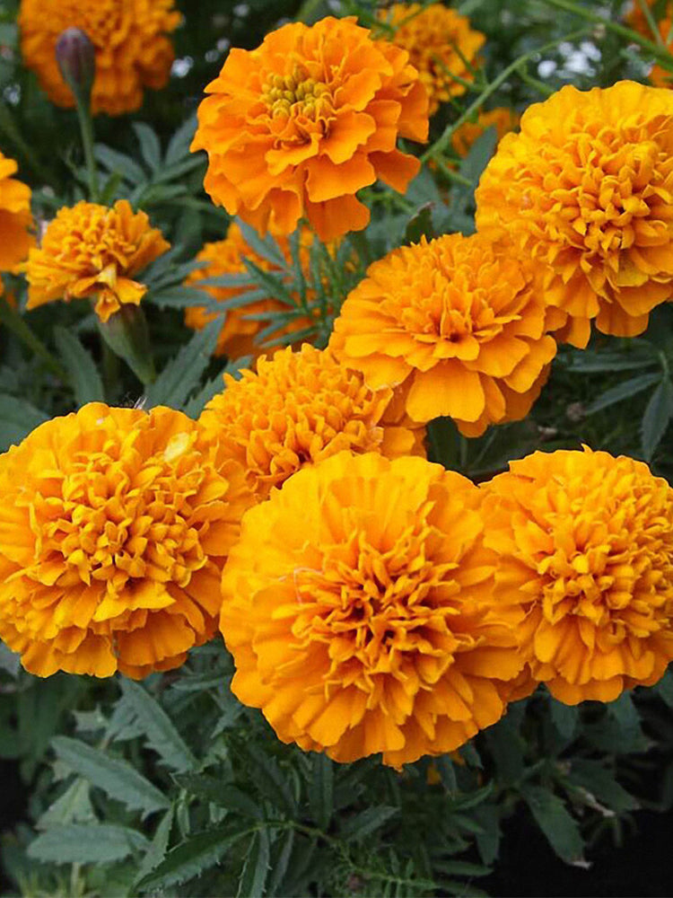 African Marigold (Tagetes erecta)