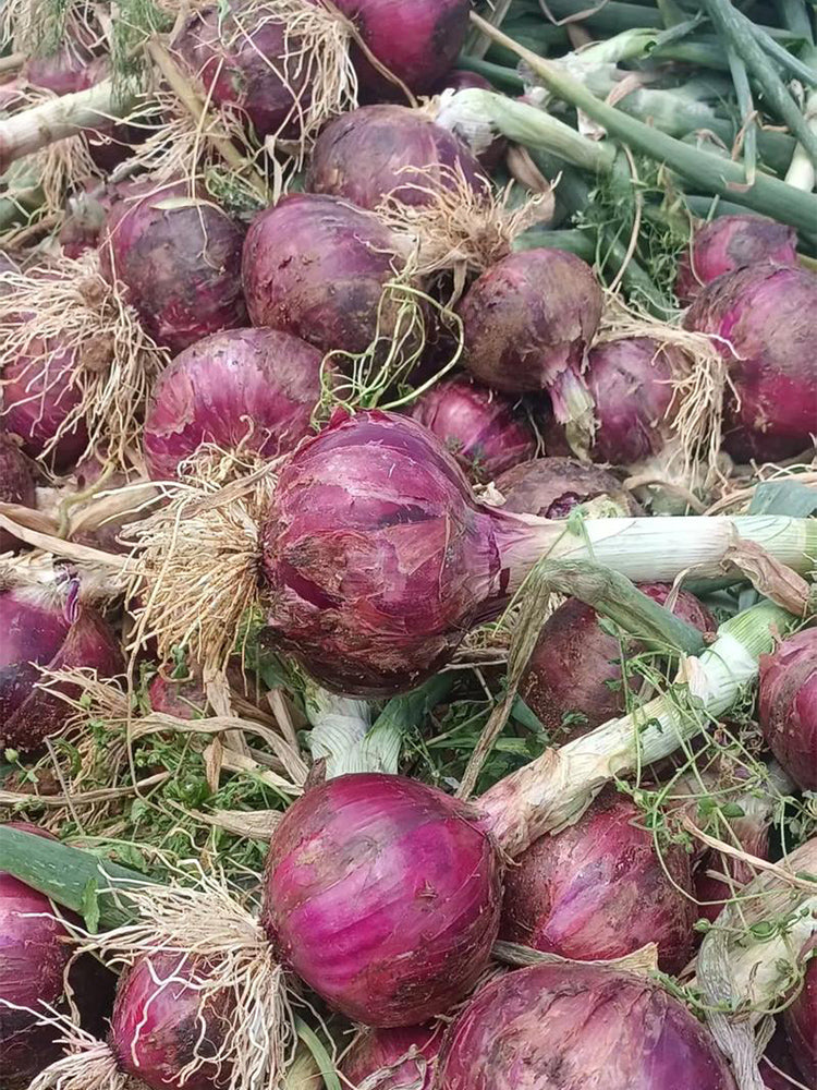 Royal Amethyst' Purple Onions (Allium cepa L.)