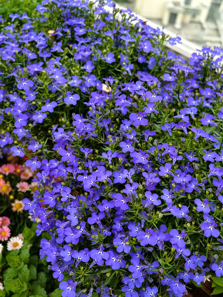 Blue-Purple Lobelia