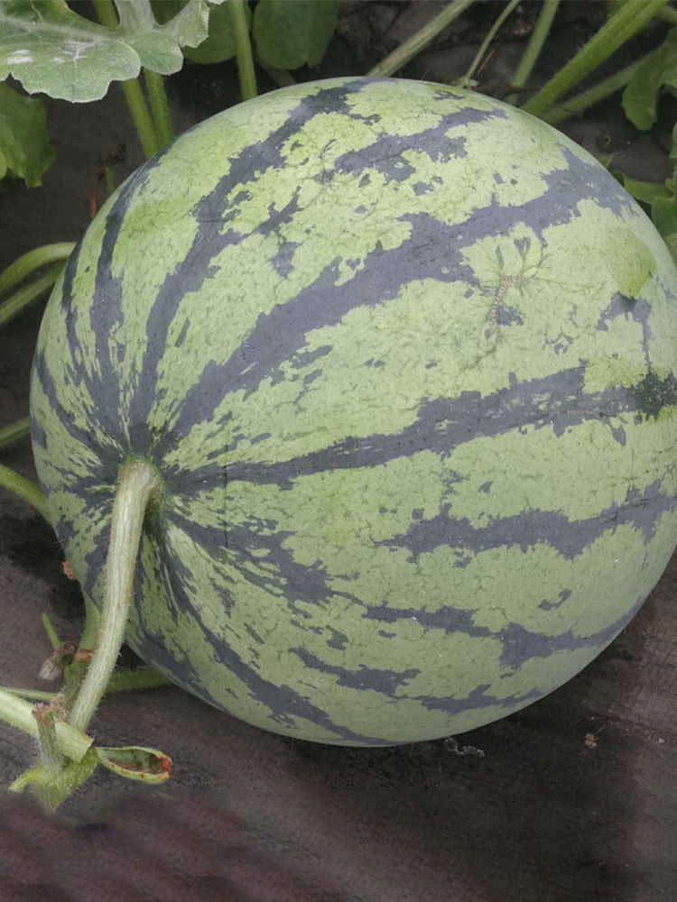 Rock Sugar Kirin No.3 Watermelons