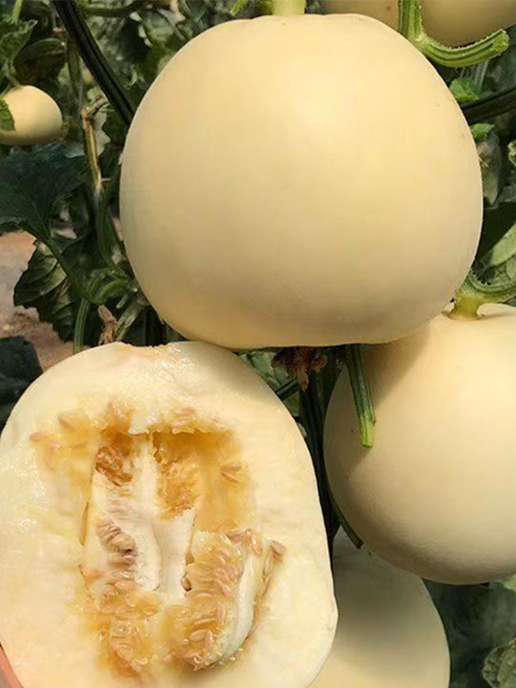Baisha Honey Melon