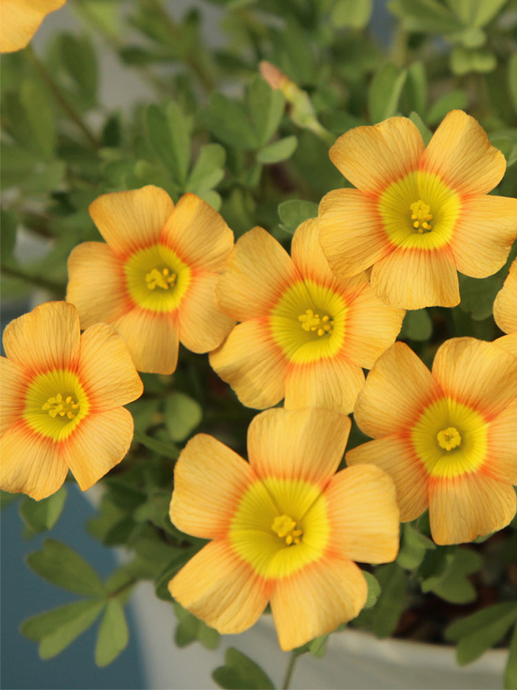 Oxalis obtusa Series Bulb - 'Orange Cat'