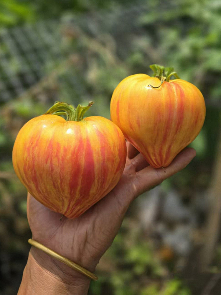 VT-16 Yellow Heart with Nose F2 Tomatoes