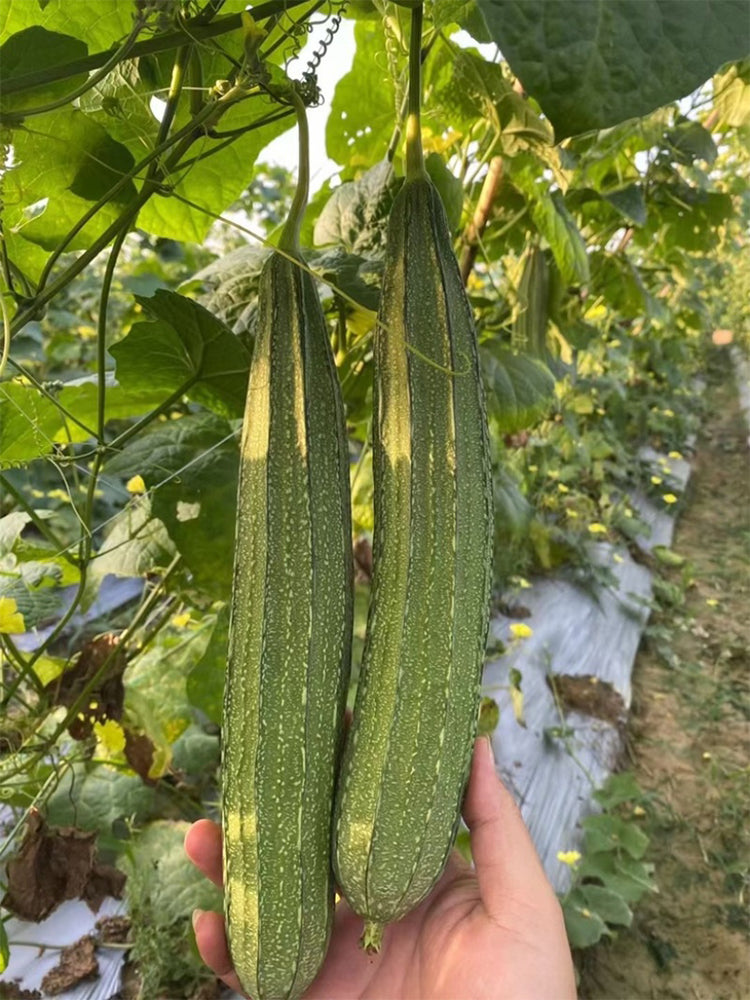 Yuanhua No.1 Large-fleshed Spotted Luffa