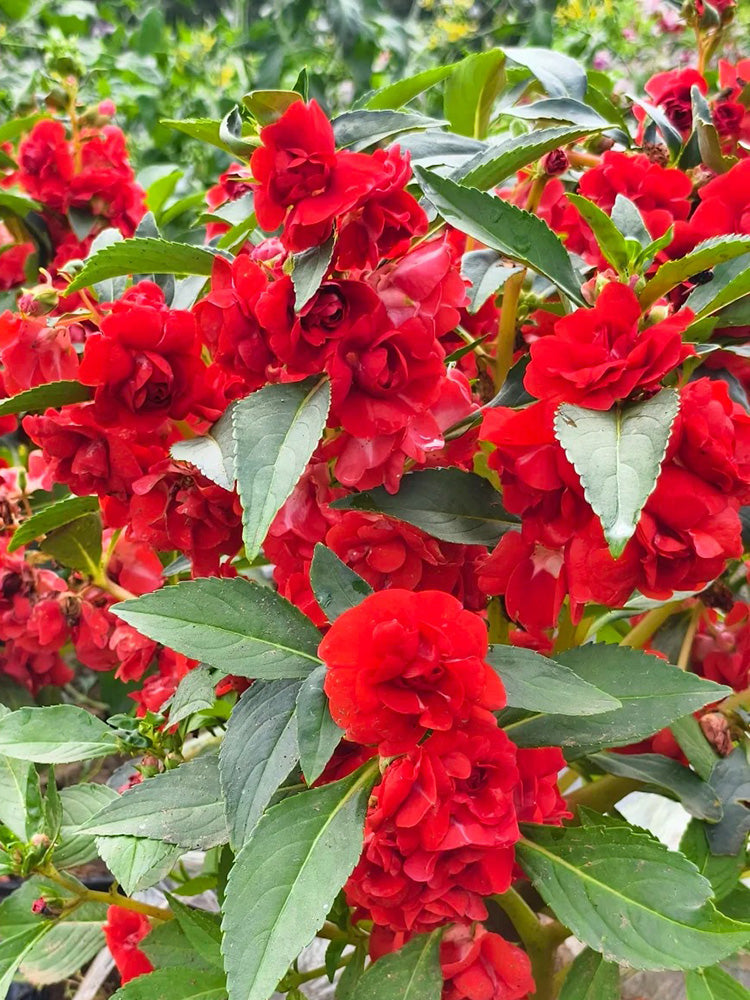 Camellia-Flowered Balsam (Mixed Colours)