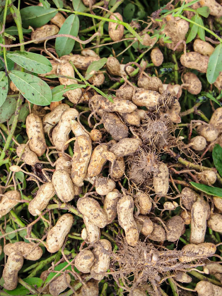 Black Peanut