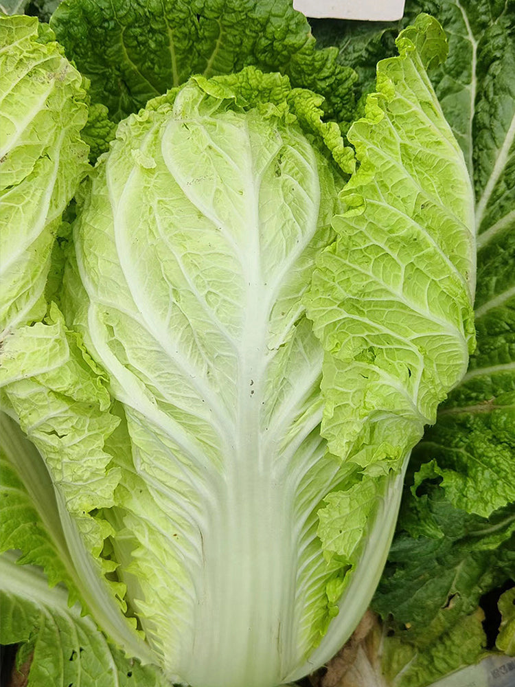 Maye Hot Pot Chinese Cabbage, Nutritious and Delicious