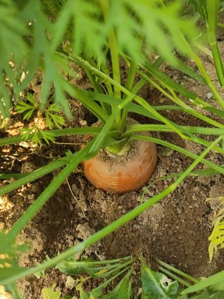 Rainbow Carrot
