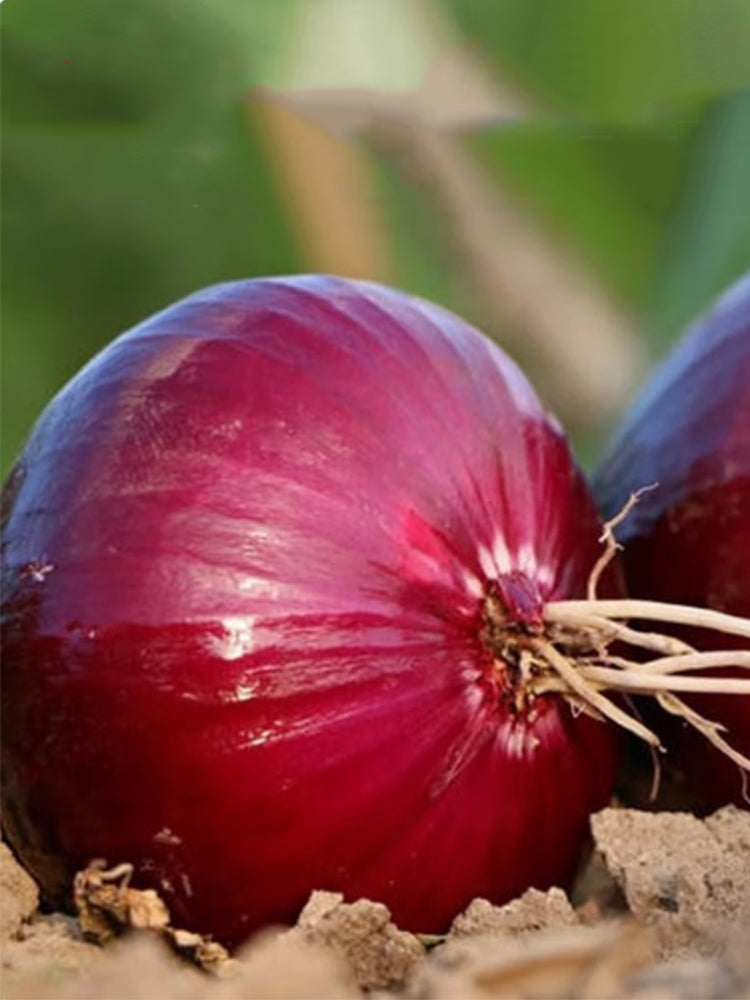 Imperial Ruby' Red Onions (Allium cepa L.)