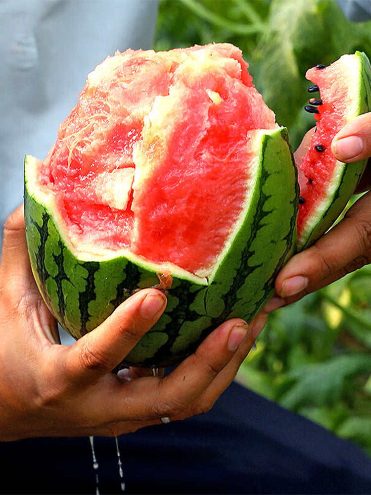 Zaochun Hongyu Watermelons