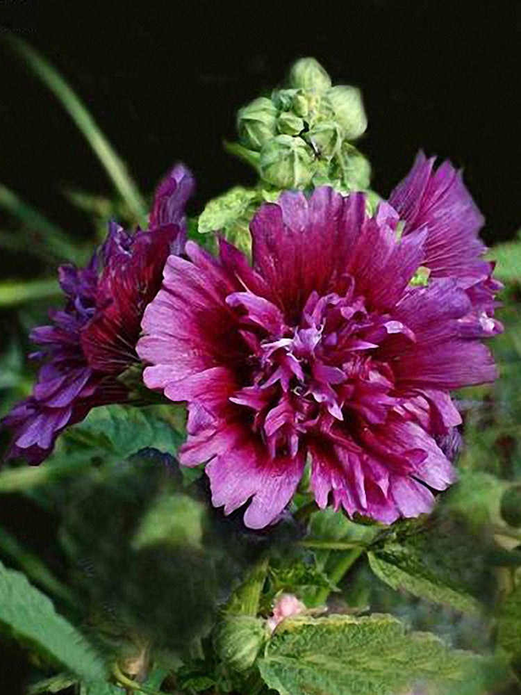 Lilac Rose Hollyhock (Alcea rosea L.)
