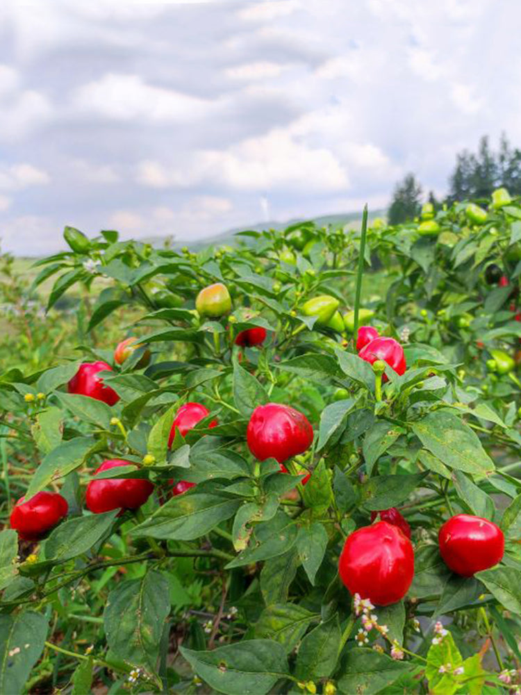Strawberry-shaped Hot Pepper