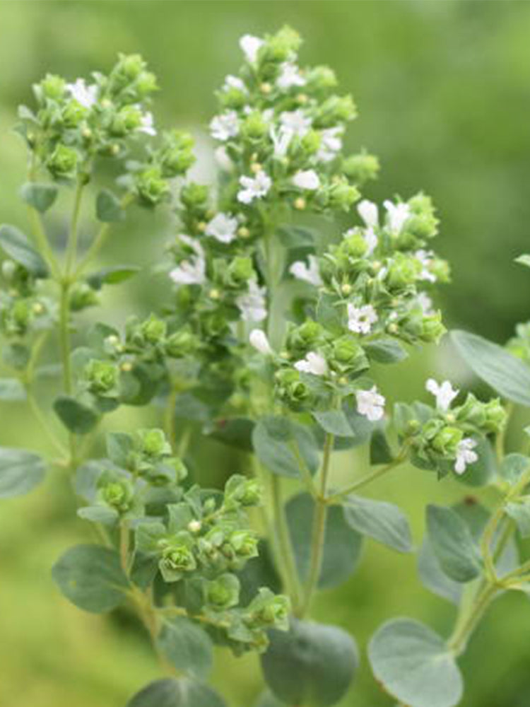 American Sweet Marjoram (Origanum majorana)