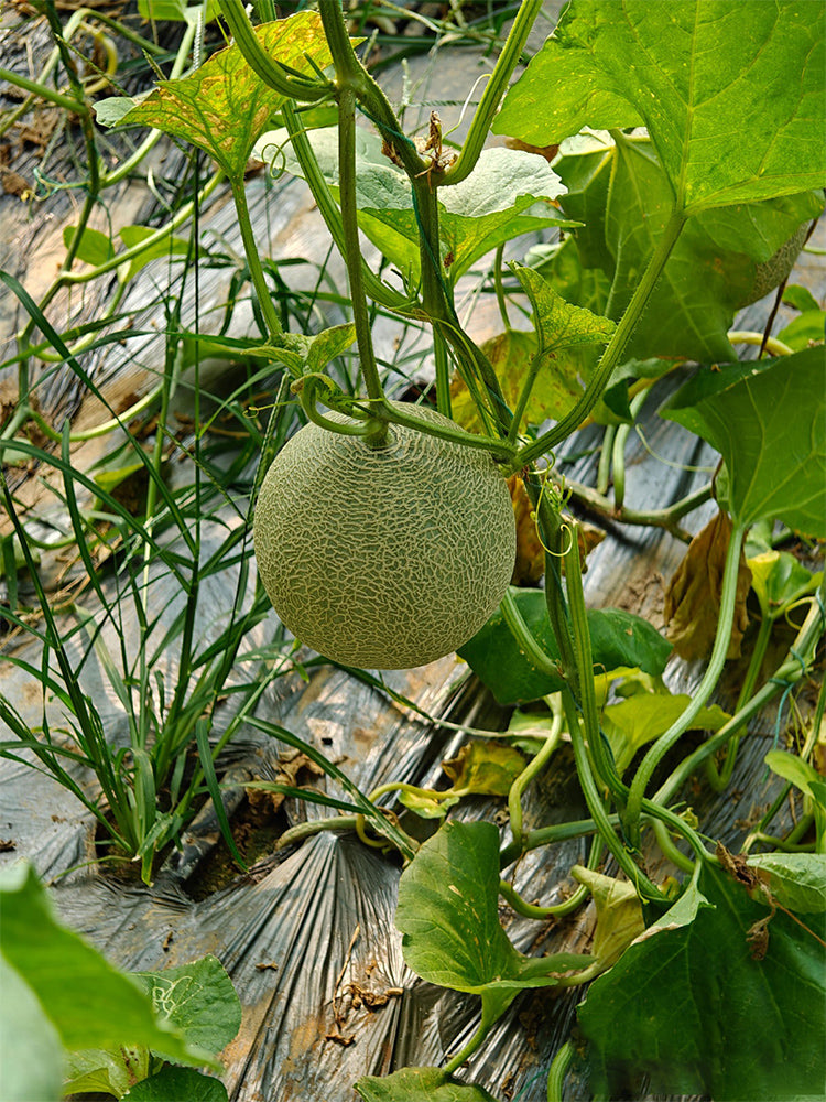 Dumi 101 Muskmelons