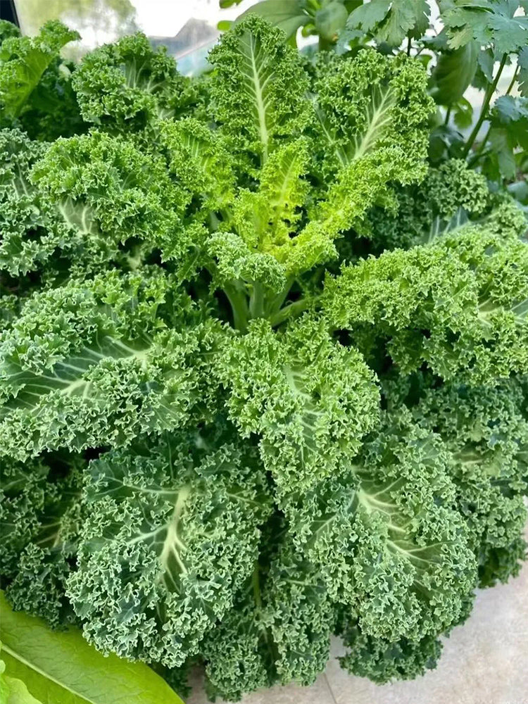 Curly Kales