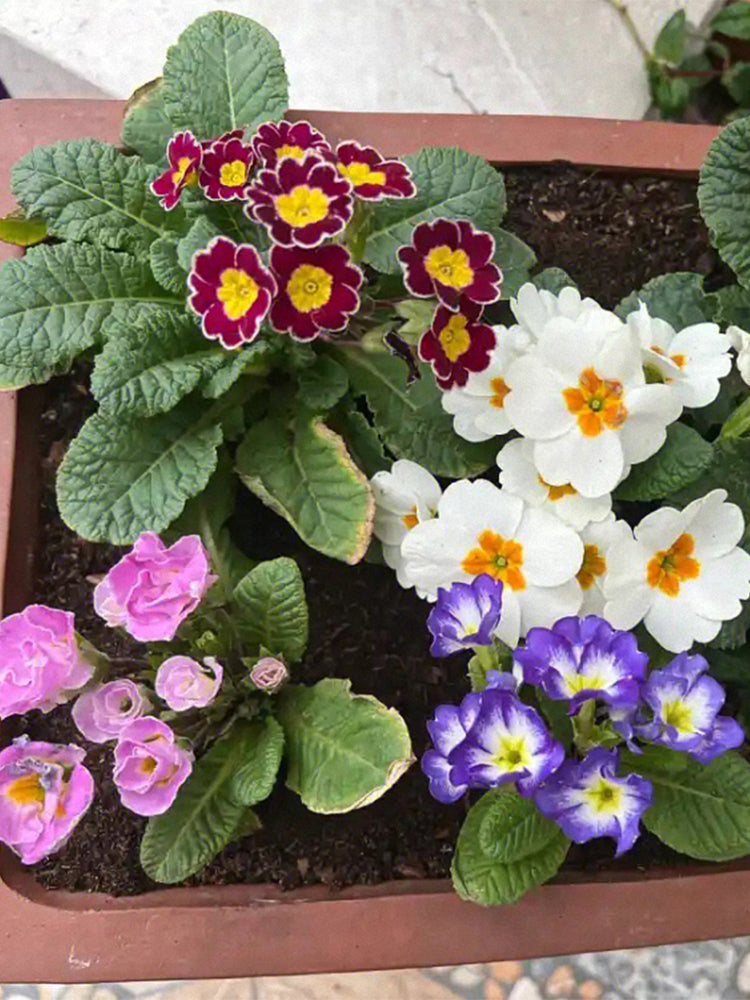 English Primrose (Primula vulgaris)