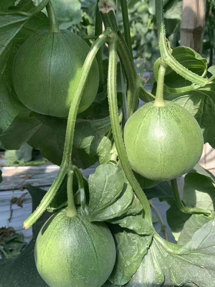 Emerald Sweet Melon