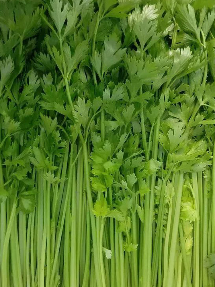Michelin Fruit Celery
