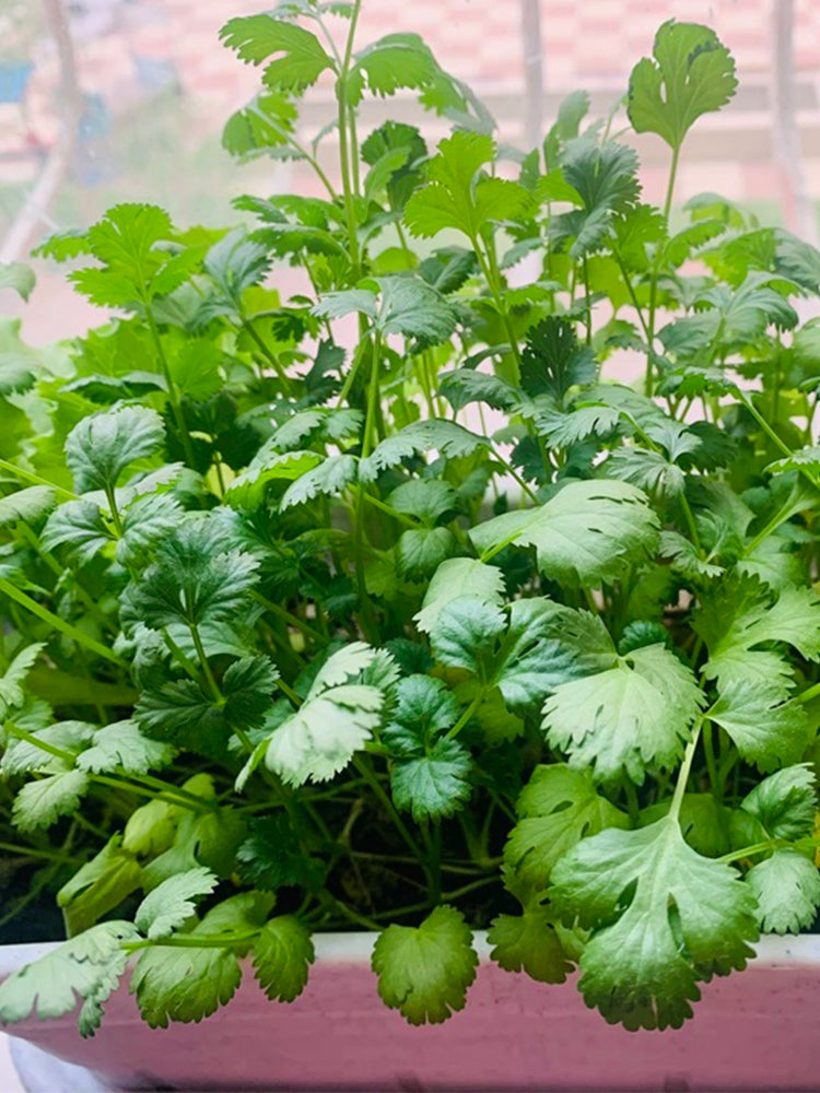 Authentic Shandong Coriander