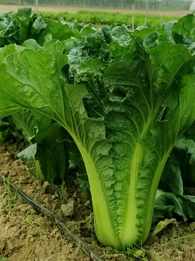 Jinkang 75 Chinese Cabbage