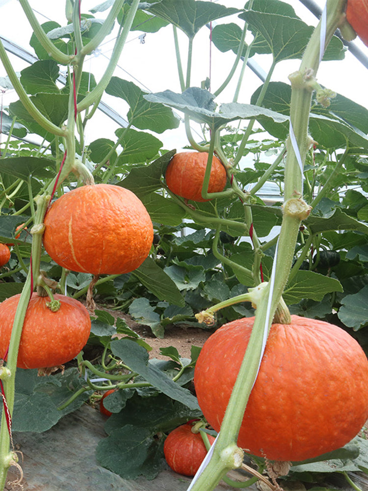 Golden Honey Pumpkin