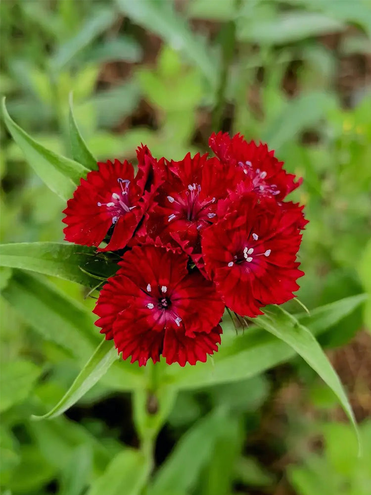 Red Sweet William (Dianthus barbatus L.)
