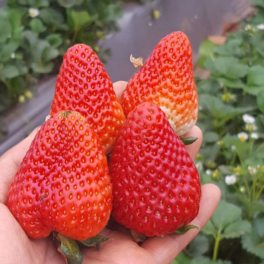 5 Bags (200 Seeds / Bag) of 'Medelet' Series Red Strawberry