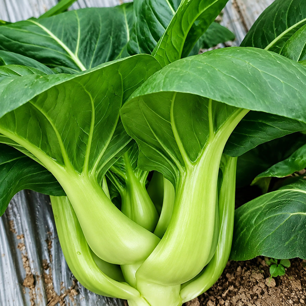 W1306 Jiemei Four-Season Dwarf Suzhou Qing Bok Choy
