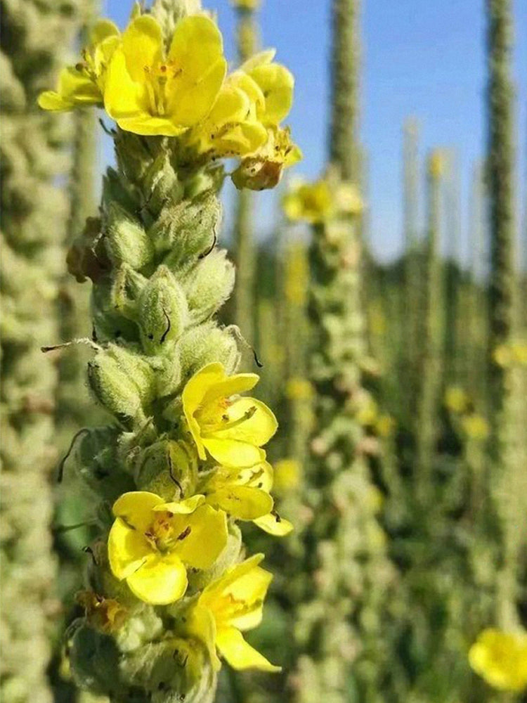 Mullein (Verbascum Thapsus)