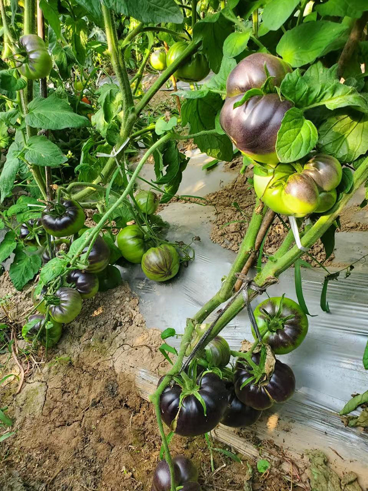 'Elena's Amethyst Heart' Tomato