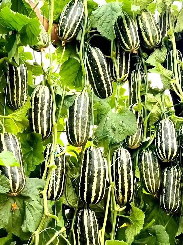 Feitian No.9 Hybrid Sweet Melons
