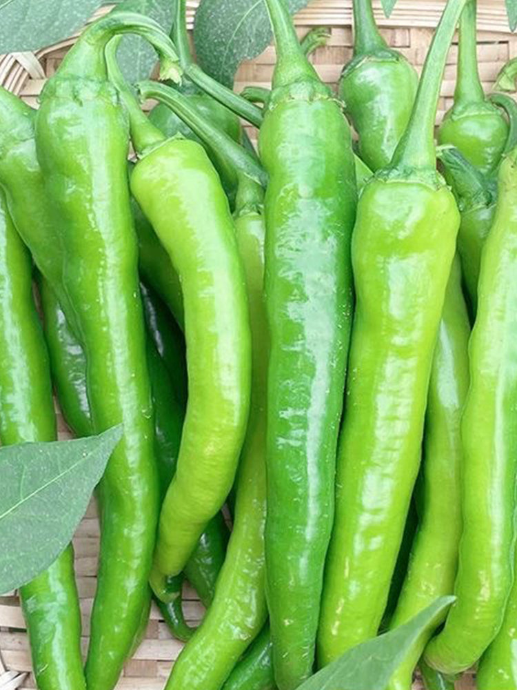 Hangjiao No.1 Peppers