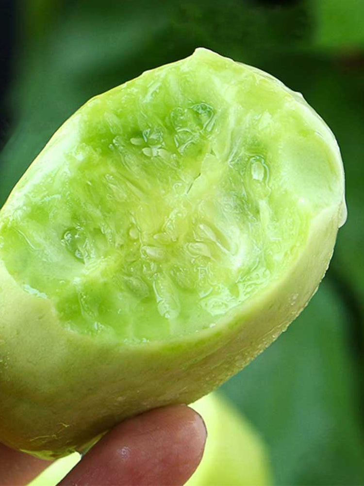 Yunü Mini Fruit Cucumbers
