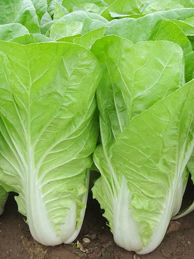 '168' Fast-Grow Bok Choy