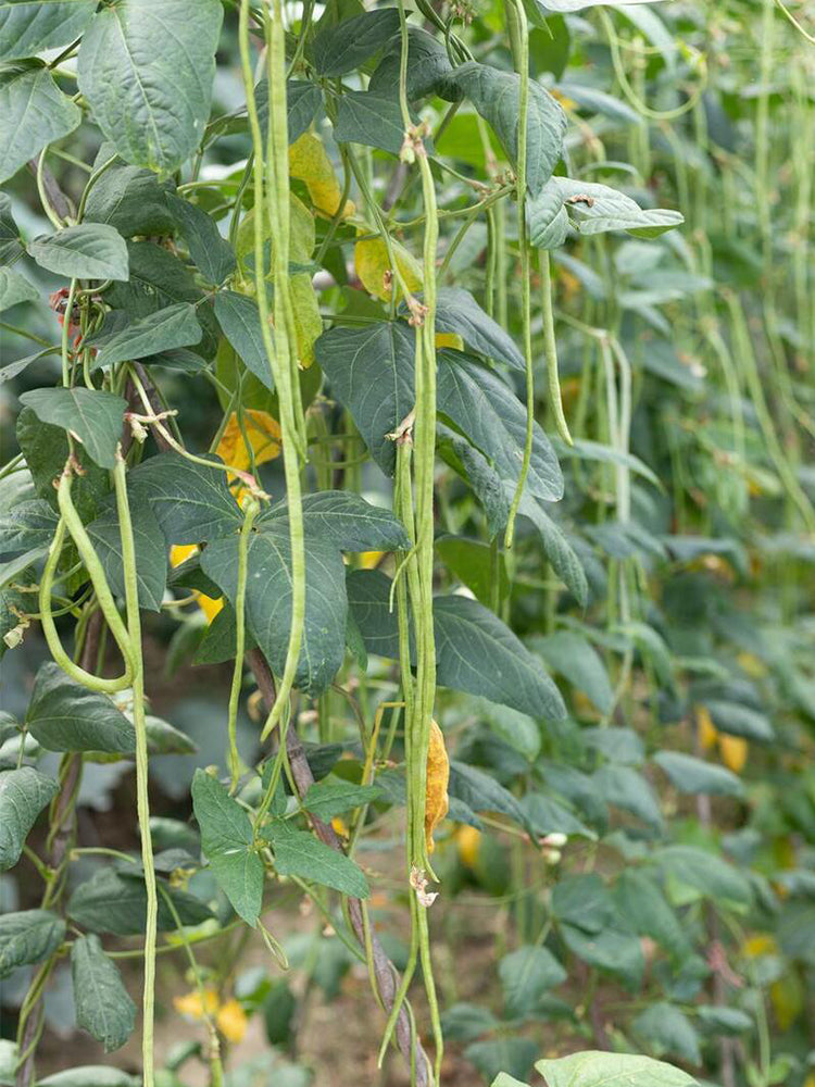 Huajun No.1 Yardlong Beans