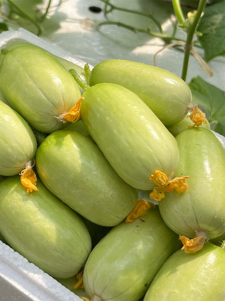 Jintong & Yunü Mini Fruit Cucumbers