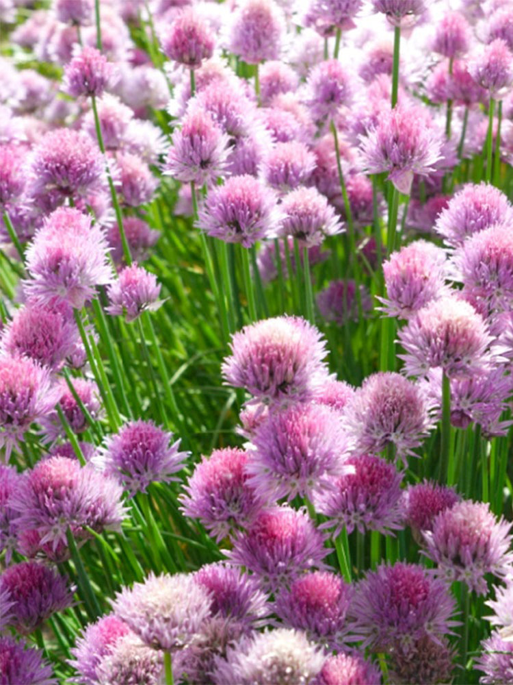 Allium schoenoprasum
