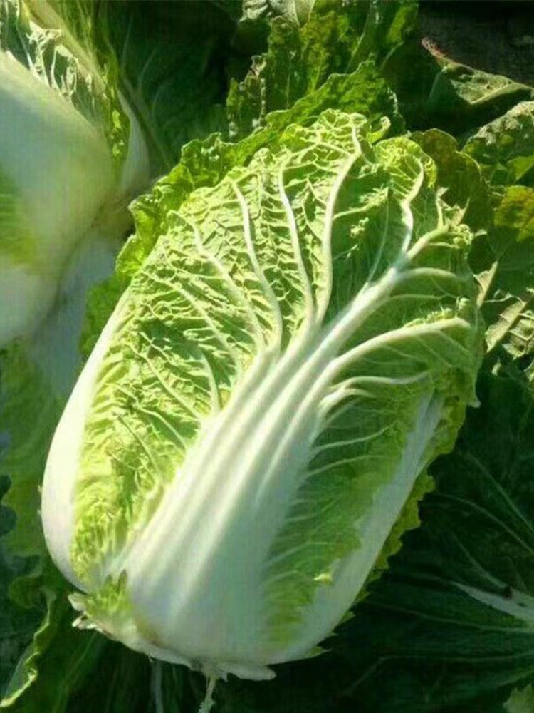 Improved 'Qingza No.3' Chinese Cabbage