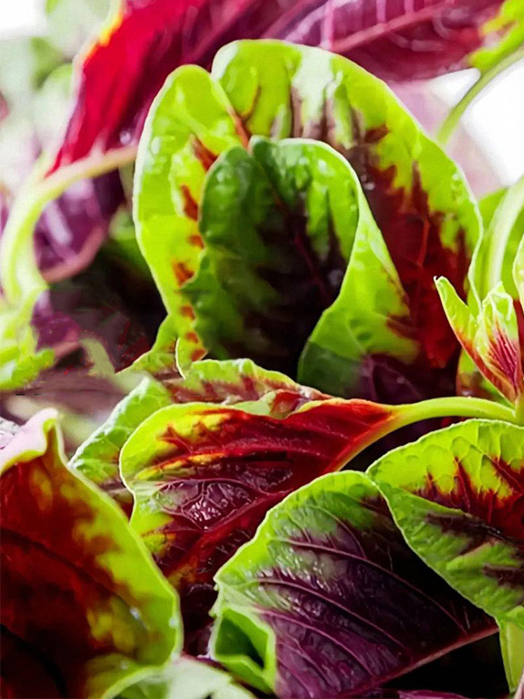 Xishuai Red Amaranth