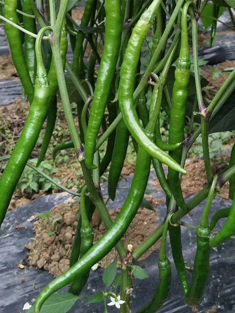 Xiangla No.6 Chili Peppers