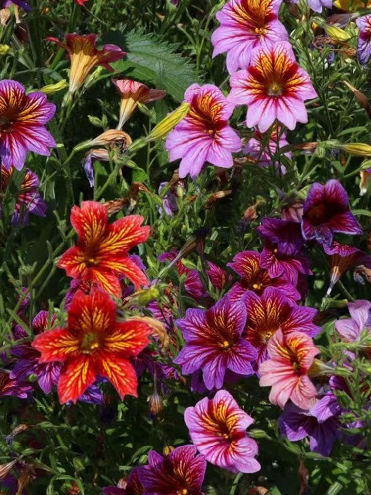 Painted Tongue (Salpiglossis sinuata)