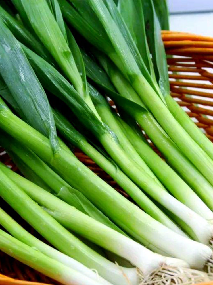Leek (Allium ampeloprasum var. porrum)