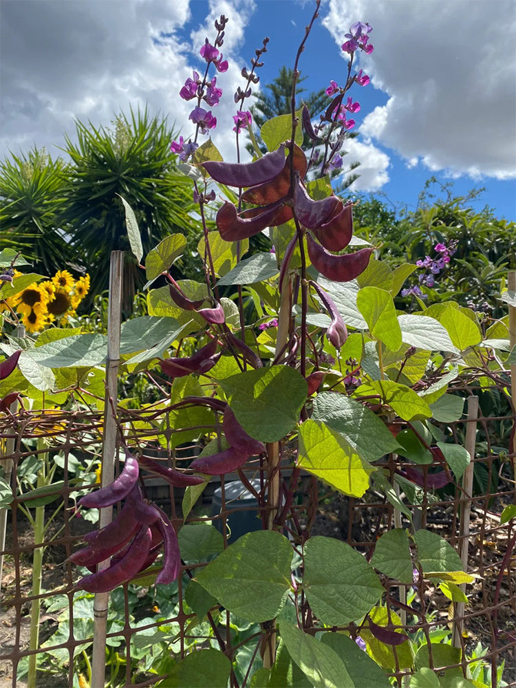 Xishuai Purple Hyacinth Bean