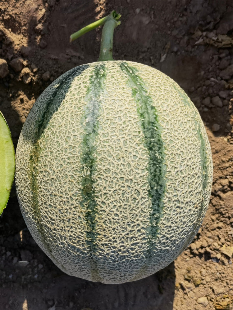 Basketball Green Hybrid Melon
