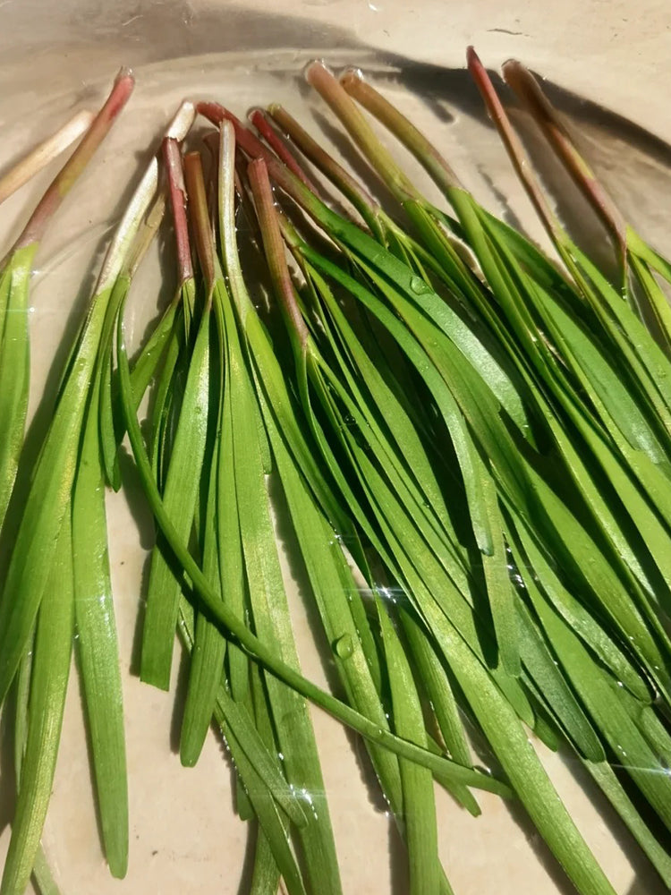 Purple Root Chinese Chives