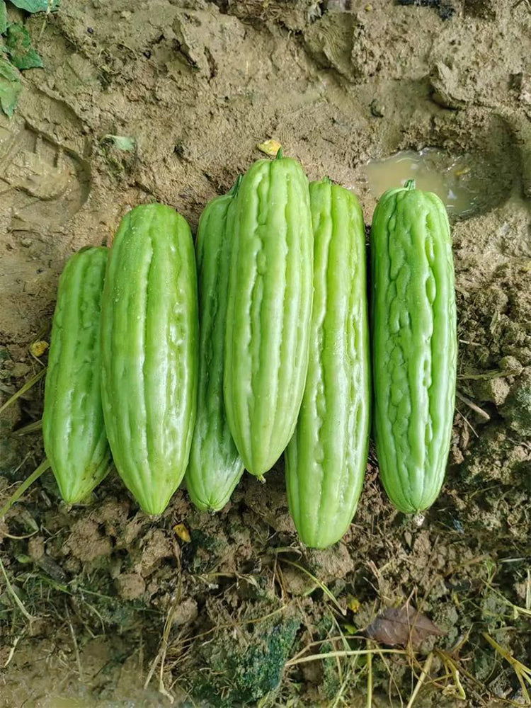 'Jiemei No.3' Bitter Gourd